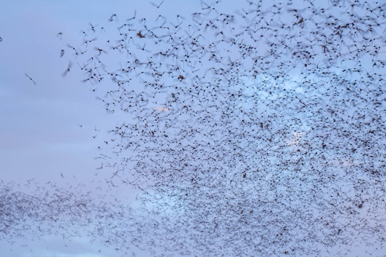 Round Rock's Mexican Free-Tailed Bats Prepare for Annual Migration as Spectators Marvel at McNeil Bridge Displays