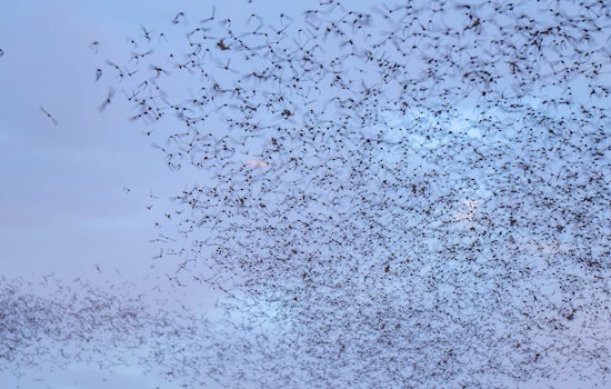 Round Rock's Mexican Free-Tailed Bats Prepare for Annual Migration as Spectators Marvel at McNeil Bridge Displays