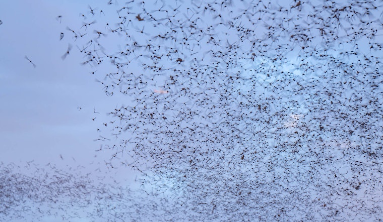 Round Rock's Mexican Free-Tailed Bats Prepare for Annual Migration as Spectators Marvel at McNeil Bridge Displays