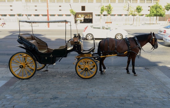Runaway Central Park Carriage Horse Incites Safety Concerns and Debate Over Historic NYC Practice