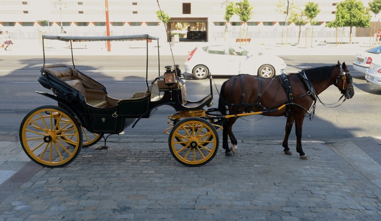Runaway Central Park Carriage Horse Incites Safety Concerns and Debate Over Historic NYC Practice