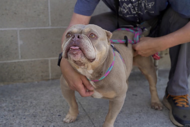 Sacramento's Front Street Animal Shelter Offers Guidelines to Help Stray Dogs Find Their Homes