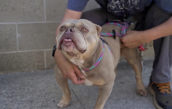 Sacramento's Front Street Animal Shelter Offers Guidelines to Help Stray Dogs Find Their Homes