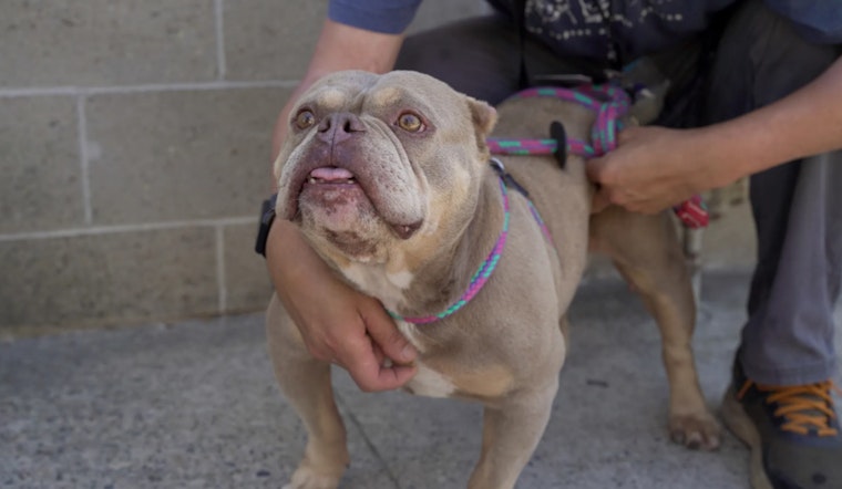 Sacramento's Front Street Animal Shelter Offers Guidelines to Help Stray Dogs Find Their Homes