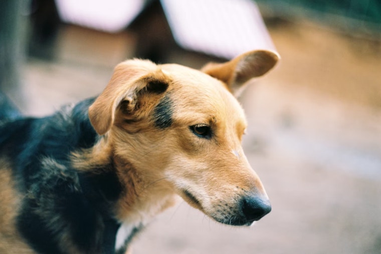 San Antonio Bolsters Animal Protection Laws with Stricter Penalties for Pet Abandonment, Highlights Compassion and Public Safety