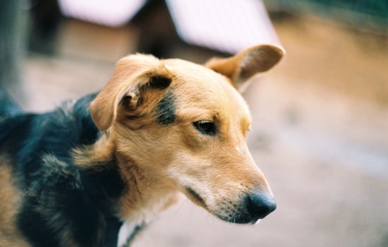 San Antonio Bolsters Animal Protection Laws with Stricter Penalties for Pet Abandonment, Highlights Compassion and Public Safety