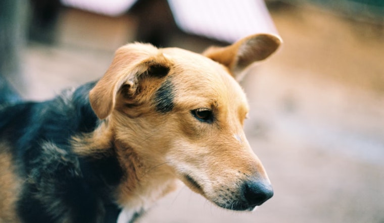 San Antonio Bolsters Animal Protection Laws with Stricter Penalties for Pet Abandonment, Highlights Compassion and Public Safety