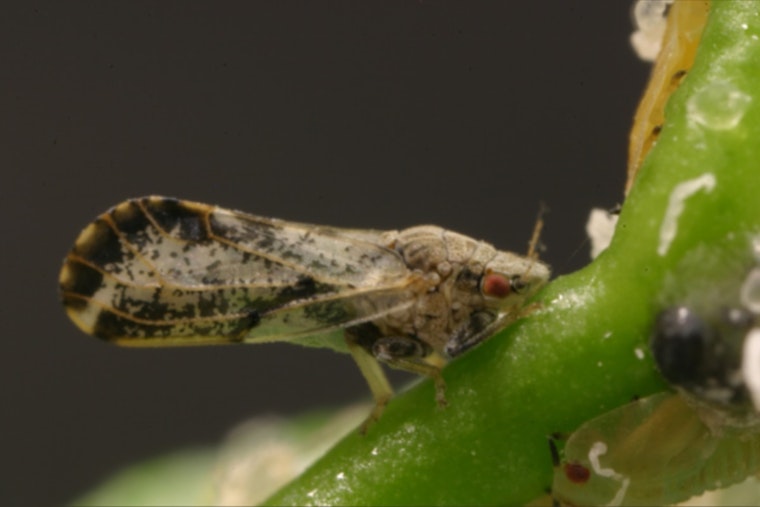 San Diego County Enforces Citrus Quarantine After Deadly Huanglongbing Disease Detected in San Clemente
