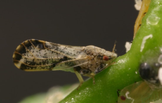 San Diego County Enforces Citrus Quarantine After Deadly Huanglongbing Disease Detected in San Clemente