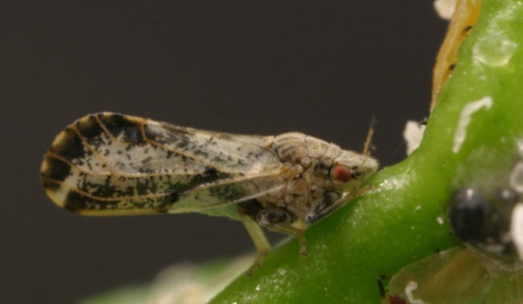 San Diego County Enforces Citrus Quarantine After Deadly Huanglongbing Disease Detected in San Clemente