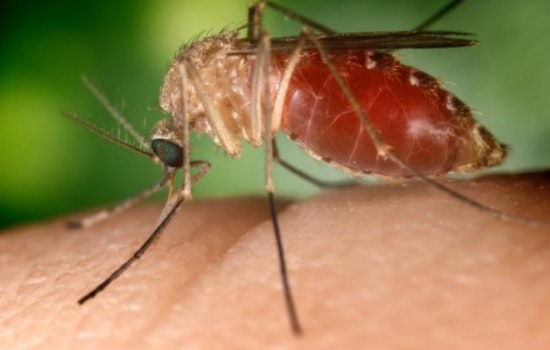 San Diego County Ramps Up Mosquito Control as West Nile Virus Detected in City Heights and Skyline