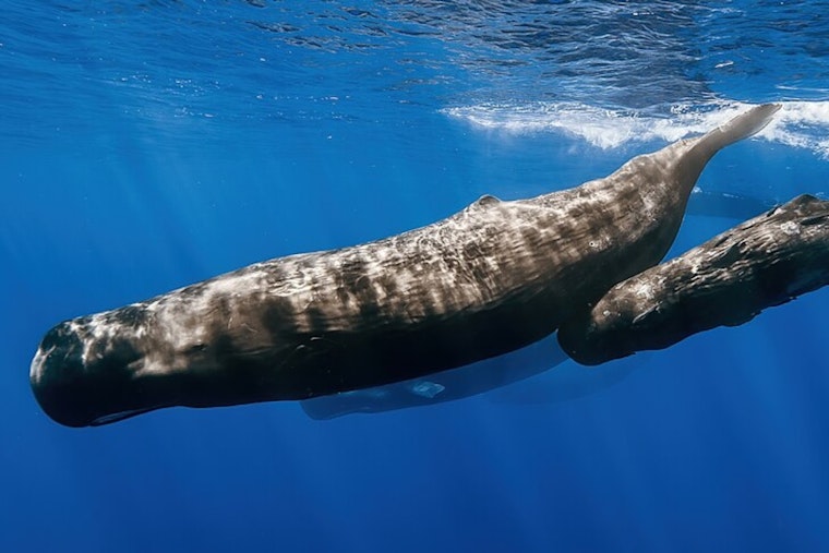 San Diego Witnesses Rare Coastal Sighting of Sperm Whales During Local Whale Watching Tour