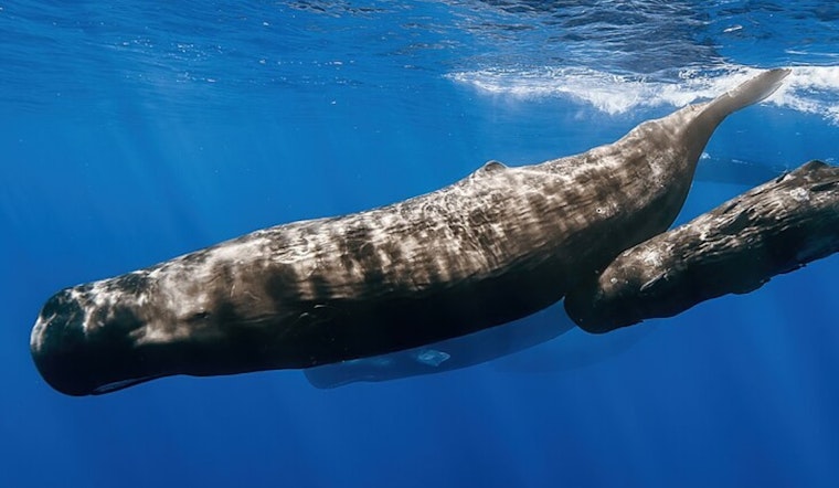 San Diego Witnesses Rare Coastal Sighting of Sperm Whales During Local Whale Watching Tour