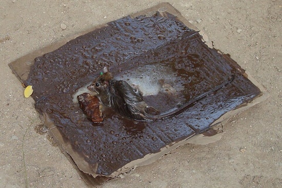 San Francisco Moves Closer to Ban on Inhumane Glue Traps Following Animal Control Commission's Recommendation