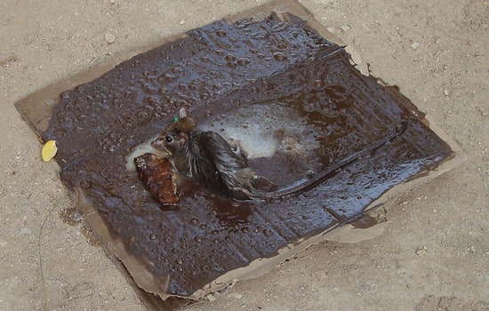 San Francisco Moves Closer to Ban on Inhumane Glue Traps Following Animal Control Commission's Recommendation