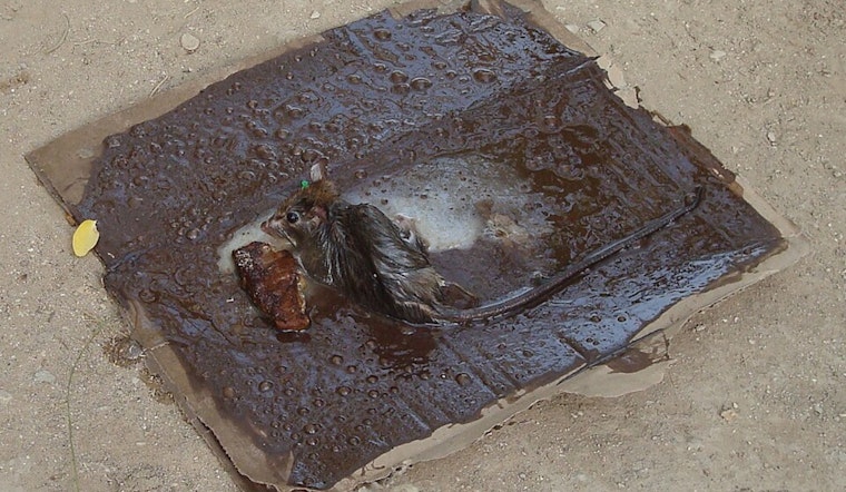 San Francisco Moves Closer to Ban on Inhumane Glue Traps Following Animal Control Commission's Recommendation