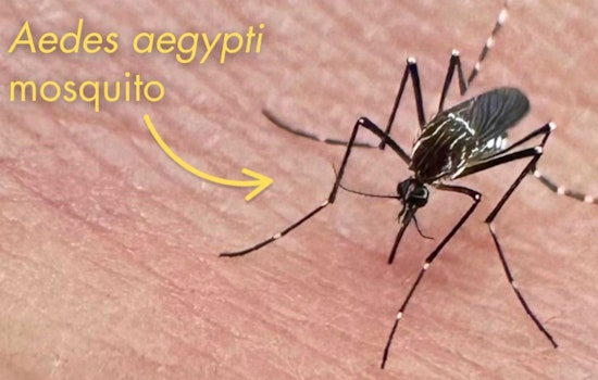 Santa Clara on Alert as Invasive Mosquitoes Pose Renewed Health Threat