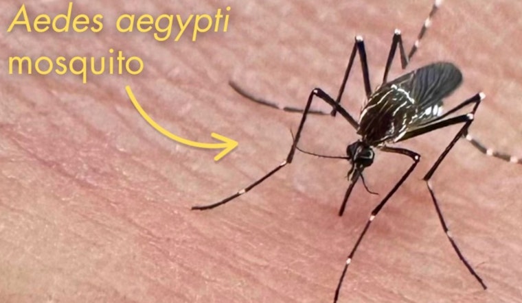 Santa Clara on Alert as Invasive Mosquitoes Pose Renewed Health Threat