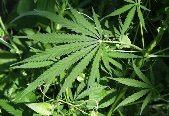 Santa Monica City Council Approves Expansion for Adult-Use Cannabis Retailers in Non-Residential Areas