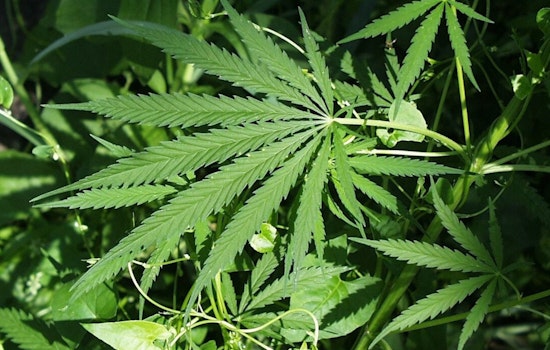 Santa Monica City Council Approves Expansion for Adult-Use Cannabis Retailers in Non-Residential Areas
