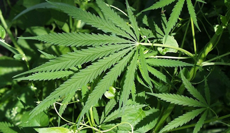 Santa Monica City Council Approves Expansion for Adult-Use Cannabis Retailers in Non-Residential Areas
