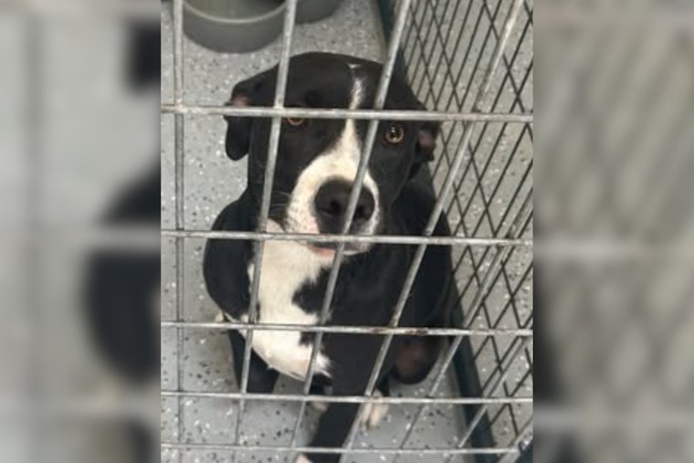 Socorro Community Urged to Help Reunite Friendly Pitbull Mix with Owner or Provide Foster Home