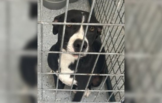 Socorro Community Urged to Help Reunite Friendly Pitbull Mix with Owner or Provide Foster Home