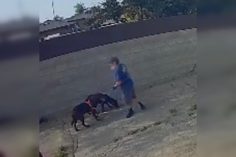 South Gate Police Seek Public's Help to Identify Suspect Accused of Animal Cruelty