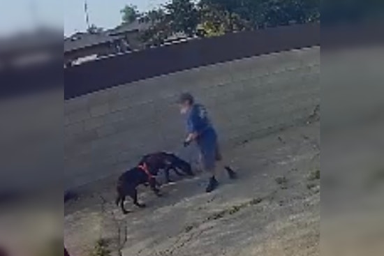 South Gate Police Seek Public's Help to Identify Suspect Accused of Animal Cruelty