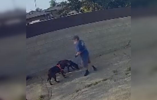 South Gate Police Seek Public's Help to Identify Suspect Accused of Animal Cruelty