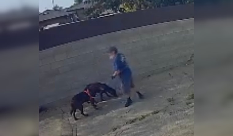 South Gate Police Seek Public's Help to Identify Suspect Accused of Animal Cruelty