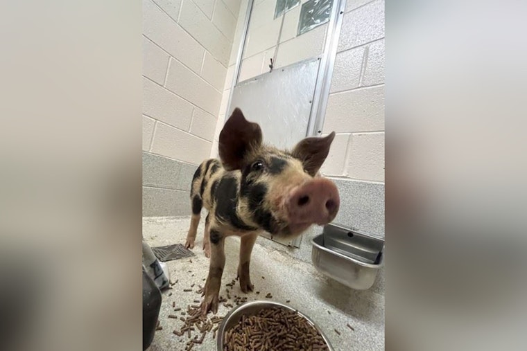 Spotlight on Spots: Stray Spotted Pig Up for Auction in Statesville by Iredell County Sheriff's Office