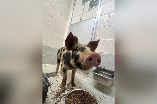 Spotlight on Spots: Stray Spotted Pig Up for Auction in Statesville by Iredell County Sheriff's Office