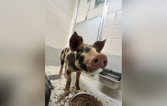 Spotlight on Spots: Stray Spotted Pig Up for Auction in Statesville by Iredell County Sheriff's Office