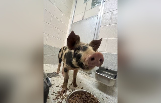 Spotlight on Spots: Stray Spotted Pig Up for Auction in Statesville by Iredell County Sheriff's Office