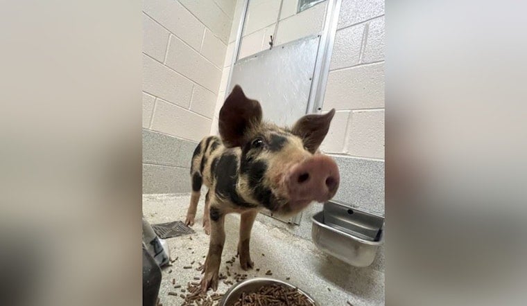 Spotlight on Spots: Stray Spotted Pig Up for Auction in Statesville by Iredell County Sheriff's Office