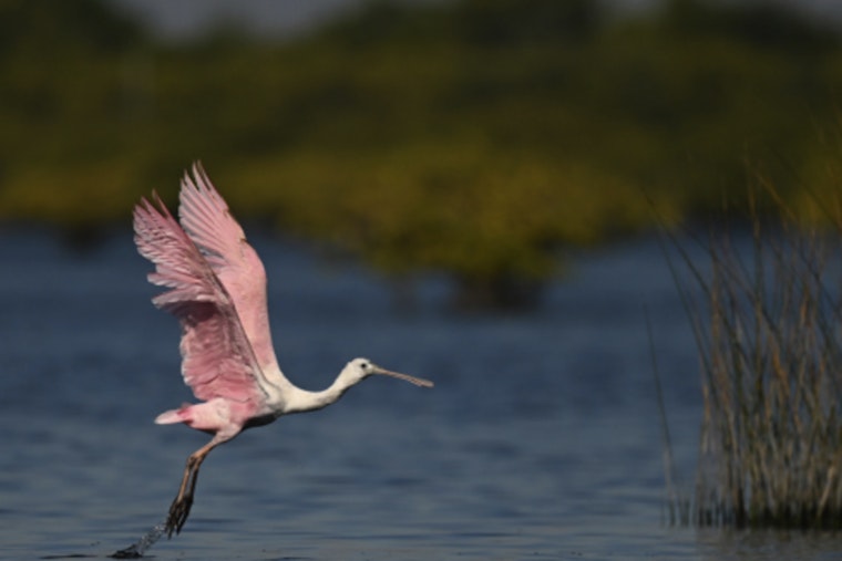 St. Augustine Launches Red Cedar Award to Honor Local Environmental Stewards