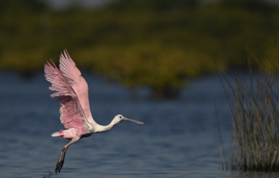 St. Augustine Launches Red Cedar Award to Honor Local Environmental Stewards