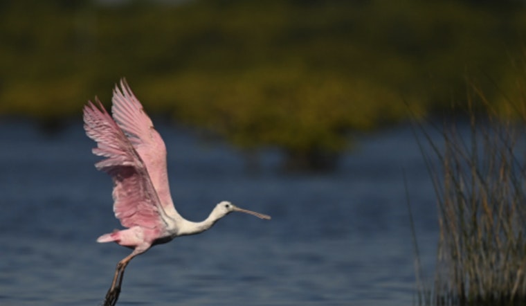 St. Augustine Launches Red Cedar Award to Honor Local Environmental Stewards