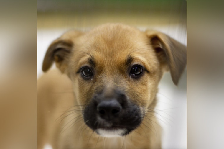 St. Charles County Pet Adoption Center Passes Surprise State Inspection with Flying Colors