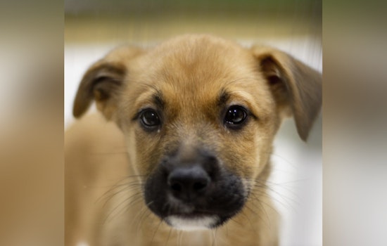 St. Charles County Pet Adoption Center Passes Surprise State Inspection with Flying Colors