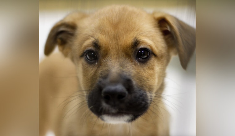 St. Charles County Pet Adoption Center Passes Surprise State Inspection with Flying Colors