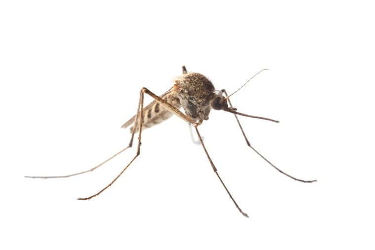St. Louis Encephalitis Virus Detected in Fort Collins Mosquito Population for First Time