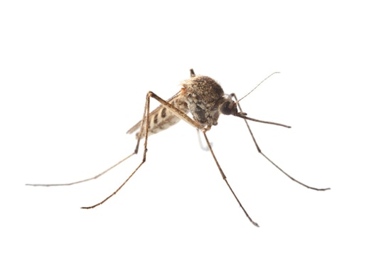 St. Louis Encephalitis Virus Detected in Fort Collins Mosquito Population for First Time