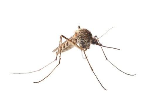 St. Louis Encephalitis Virus Detected in Fort Collins Mosquito Population for First Time