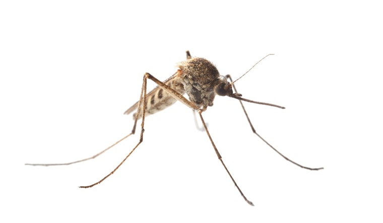 St. Louis Encephalitis Virus Detected in Fort Collins Mosquito Population for First Time