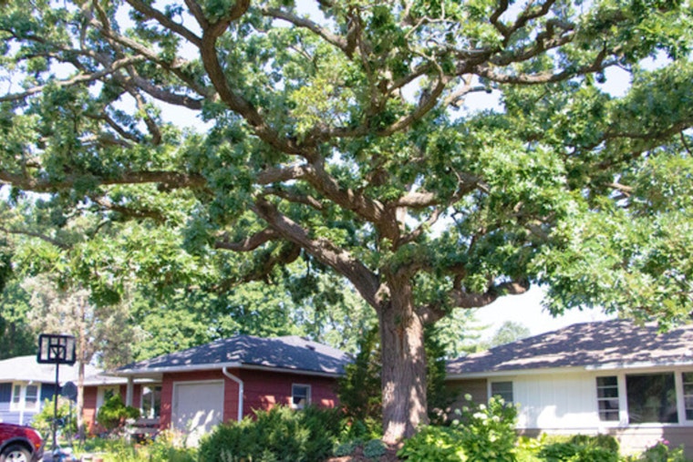 St. Louis Park Crowns Cherished Bur Oak as 2025 M.V.Tree Winner Amid