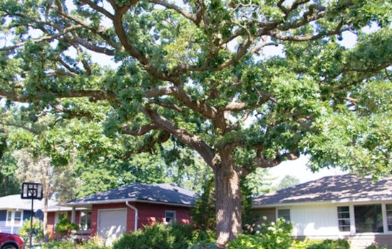 St. Louis Park Crowns Cherished Bur Oak as 2025 M.V.Tree Winner Amid Community Celebration