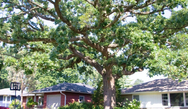 St. Louis Park Crowns Cherished Bur Oak as 2025 M.V.Tree Winner Amid Community Celebration