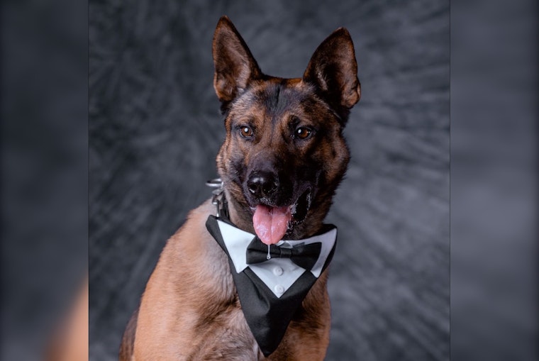 Stanislaus County Sheriff's Office Mourns the Loss of Beloved K9 Zero After Unexpected Medical Emergency